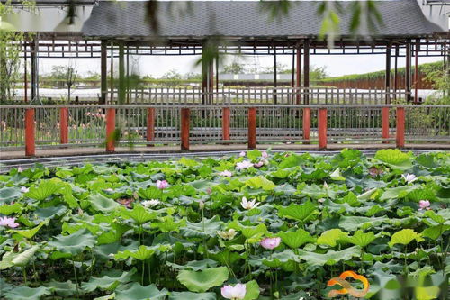 假日游客量創(chuàng)新高，白云觀光園農(nóng)產(chǎn)品零售迎來新熱潮